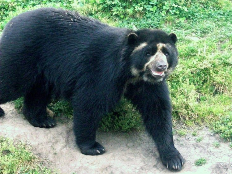  oso imita perfectamente a balu del libro de la selva al rascarse la espalda con un arbol Reserva Dracula Ecuador 