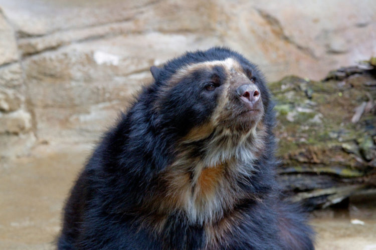  oso imita perfectamente a balu del libro de la selva al rascarse la espalda con un arbol Reserva Dracula Ecuador 
