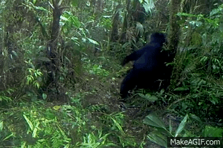  oso imita perfectamente a balu del libro de la selva al rascarse la espalda con un arbol Reserva Dracula Ecuador 