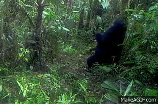  oso imita perfectamente a balu del libro de la selva al rascarse la espalda con un arbol Reserva Dracula Ecuador 