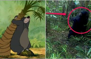 oso imita perfectamente a balu del libro de la selva al rascarse la espalda con un arbol Reserva Dracula Ecuador