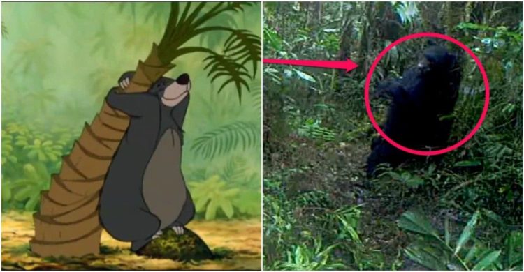 oso imita perfectamente a balu del libro de la selva al rascarse la espalda con un arbol Reserva Dracula Ecuador