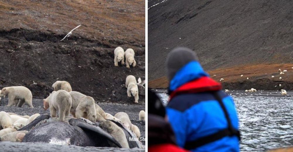 Impresionante – Más de 200 osos polares bajan a una playa de Rusia por una alarmante razón Impresionante – Más de 200 osos polares bajan a una playa de Rusia por una alarmante razón