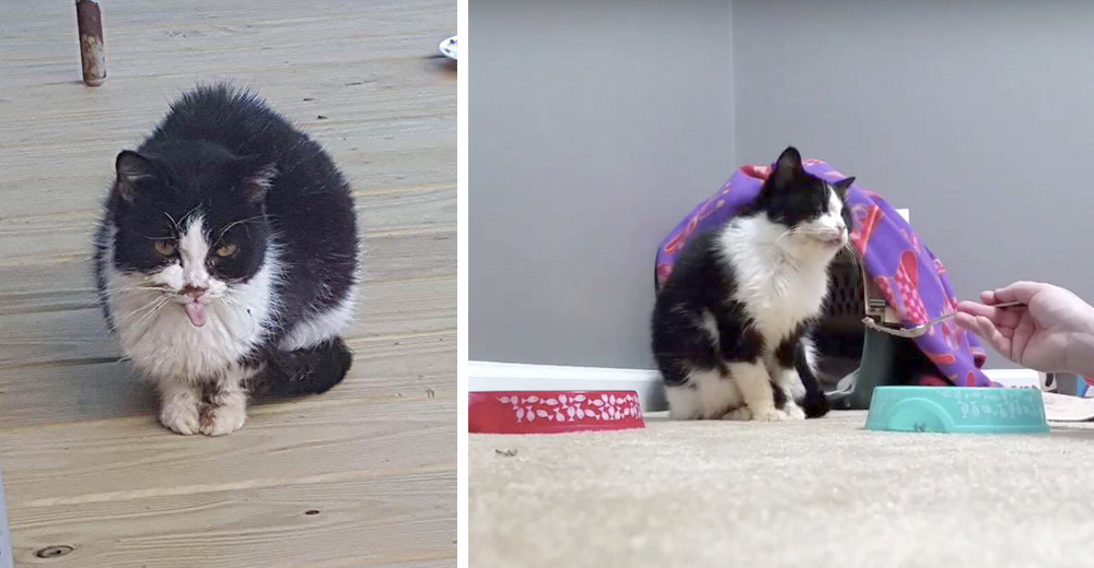 Esta gatita tenía mucho miedo de los humanos, pero sus dueños le enseñaron lo que es el amor Esta gatita tenía mucho miedo de los humanos, pero sus dueños le enseñaron lo que es el amor