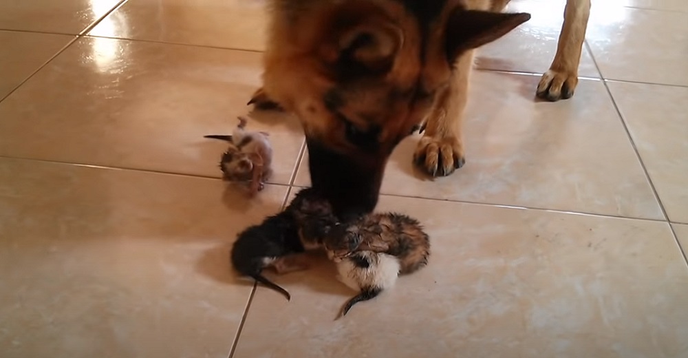 Una perrita pastor alemán tiene la más conmovedora reacción con unos gatitos recién nacidos
