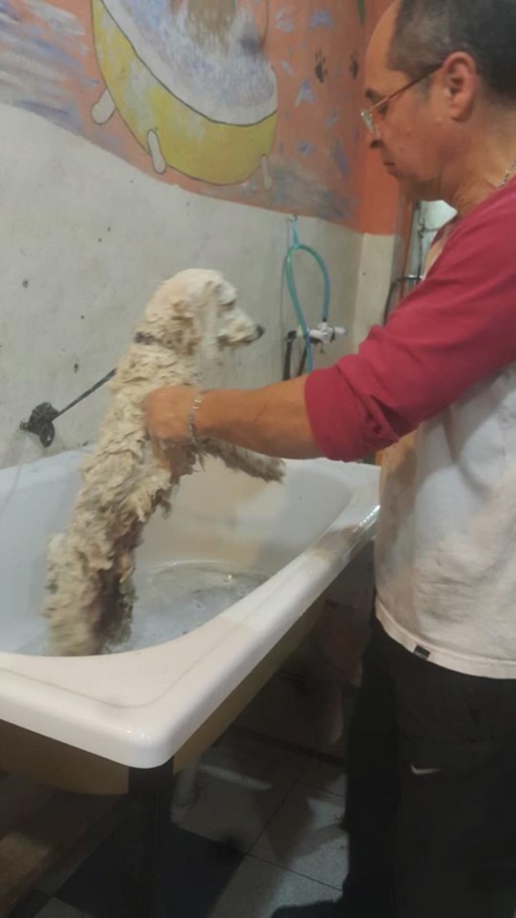 peluquero