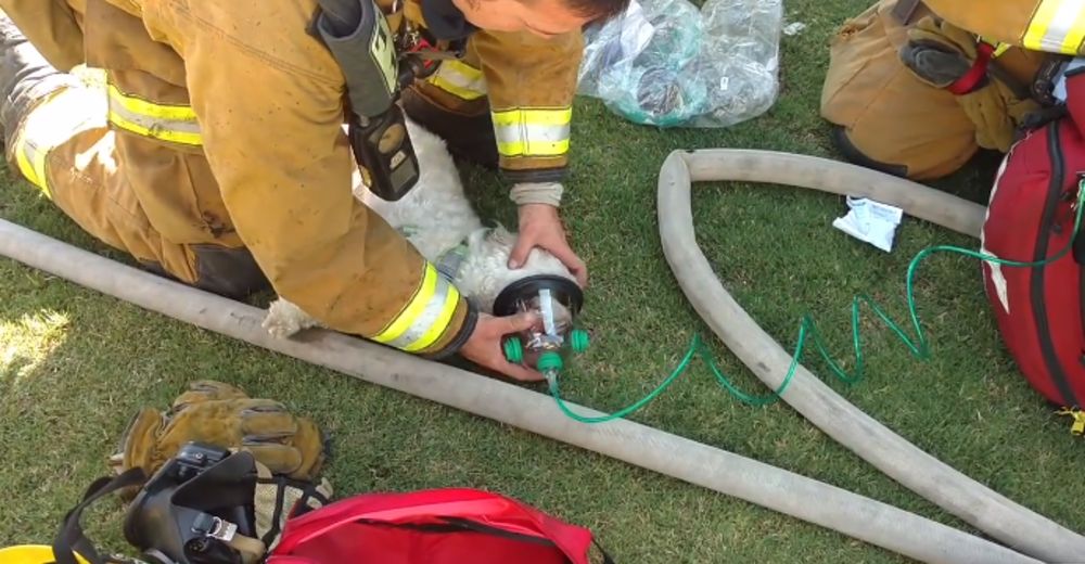 El sobrecogedor momento en el que los bomberos resucitan a un perrito tras un incendio