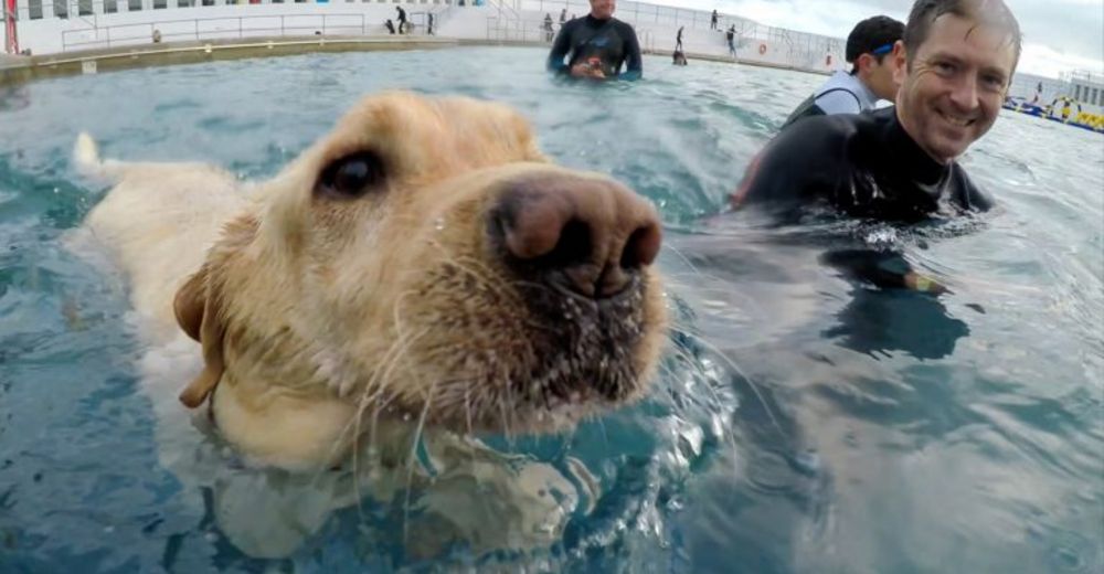 Piscinada – Una fiesta como nunca antes vista… A más de un peludo le encantaría