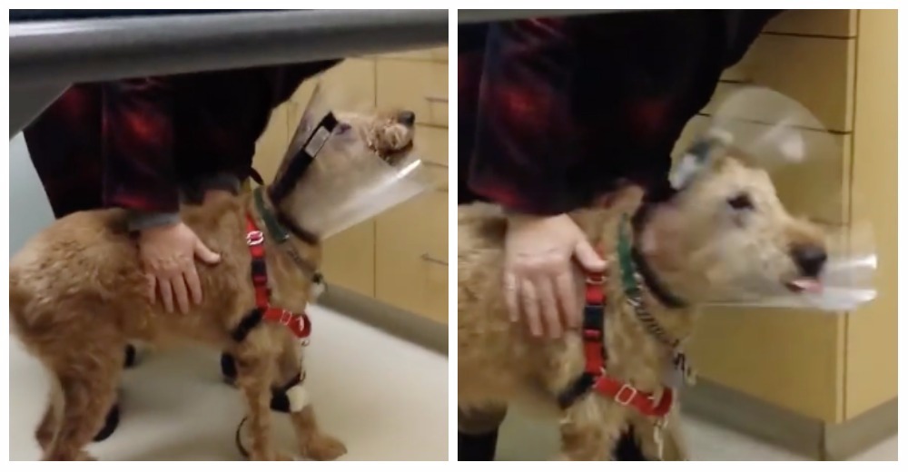Un perro ciego es operado para ver a su familia de nuevo y millones se enamoran con su reacción Un perro ciego es operado para ver a su familia de nuevo y millones se enamoran con su reacción