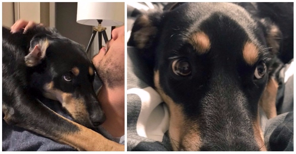 Un perro finge estar enfermo para que su dueño se quede en casa con él todo el día Un perro finge estar enfermo para que su dueño se quede en casa con él todo el día