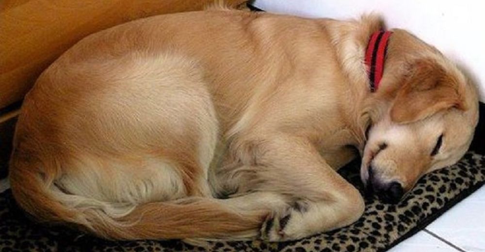 Encantador – Un perro escapa todos los días al mismo jardín… solo para tomar una siesta Encantador – Un perro escapa todos los días al mismo jardín… solo para tomar una siesta