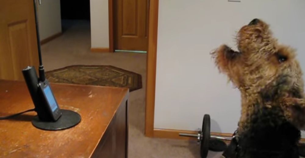 Stanley, el perrito que aprendió a hablar por teléfono porque le hacía falta su mamá Stanley, el perrito que aprendió a hablar por teléfono porque le hacía falta su mamá