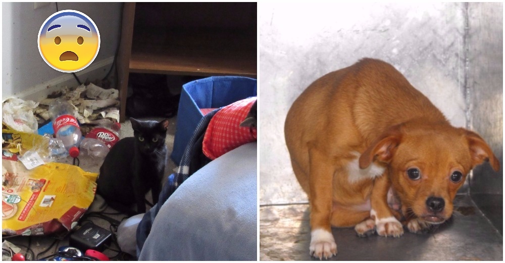 44 animales fueron rescatados de las peores condiciones de insalubridad y hacinamiento