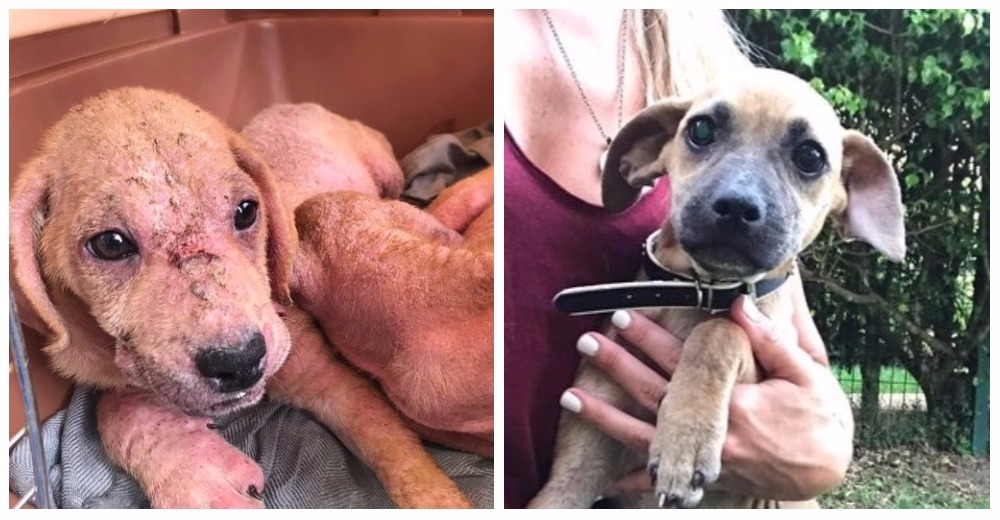 Encontró a dos perros abandonados y enfermos… y enseguida entendió que son inseparables Encontró a dos perros abandonados y enfermos… y enseguida entendió que son inseparables