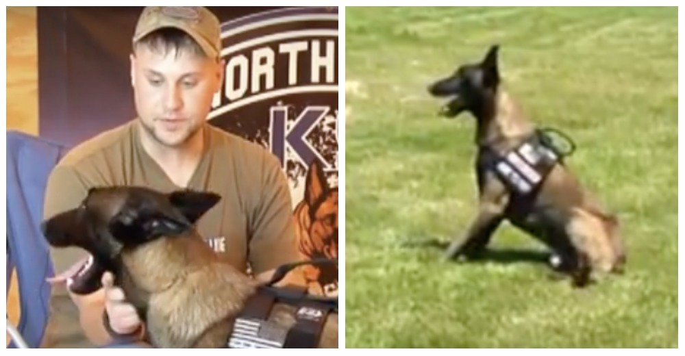 Estos perros les devuelven la felicidad a veteranos de guerra con estrés post-traumático Estos perros les devuelven la felicidad a veteranos de guerra con estrés post-traumático