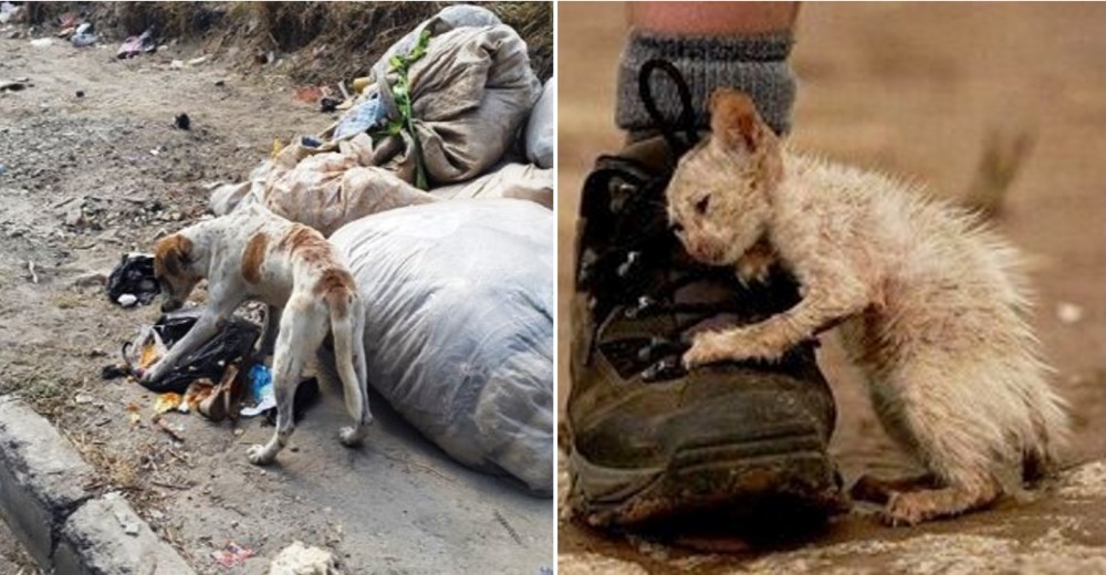 Una petición permitirá que en España las tiendas de mascotas solo vendan animales abandonados Una petición permitirá que en España las tiendas de mascotas solo vendan animales abandonados
