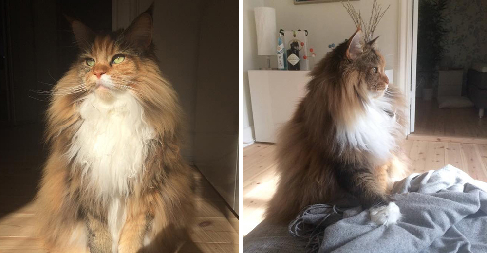 Pixel, un gato que tiene la melena tan grande y frondosa que casi parece un león Pixel, un gato que tiene la melena tan grande y frondosa que casi parece un león
