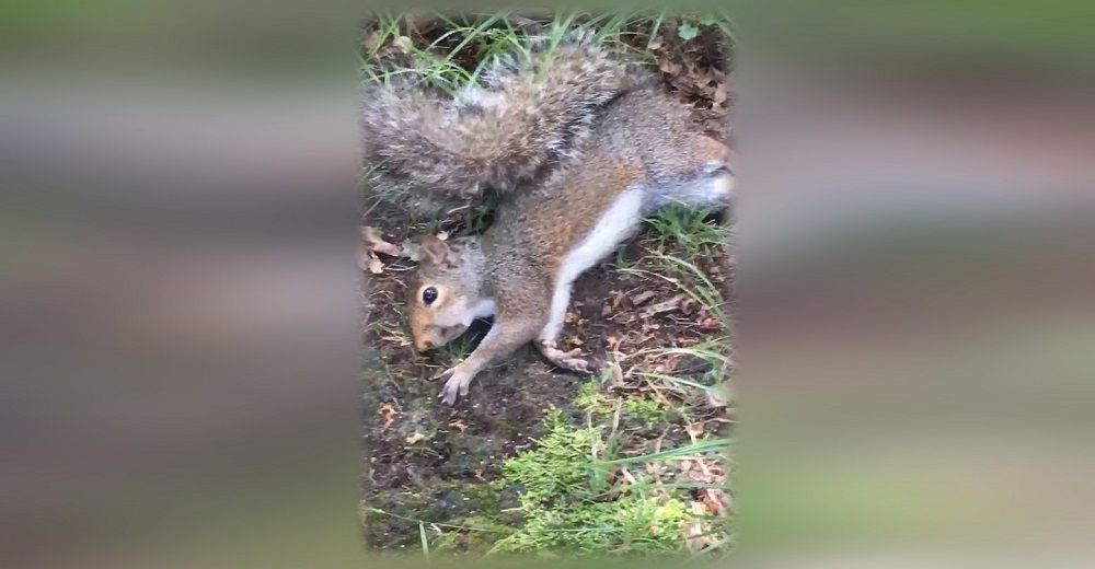 En peligro y completamente «drogada» fue rescatada esta pequeña ardilla en el bosque