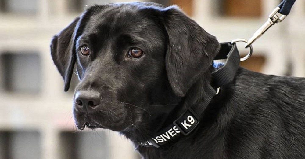 Lulú, la perrita labrador que fue despedida de su trabajo porque ya no quería buscar bombas Lulú, la perrita labrador que fue despedida de su trabajo porque ya no quería buscar bombas