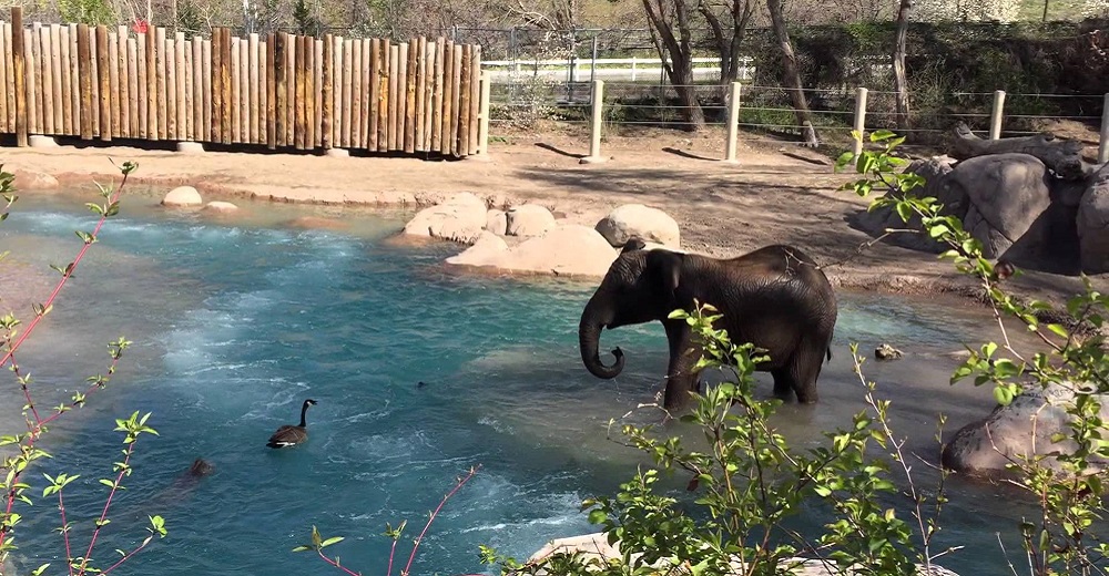 Una épica y agotadora batalla entre un ganso y un elefante causa furor en las redes Una épica y agotadora batalla entre un ganso y un elefante causa furor en las redes