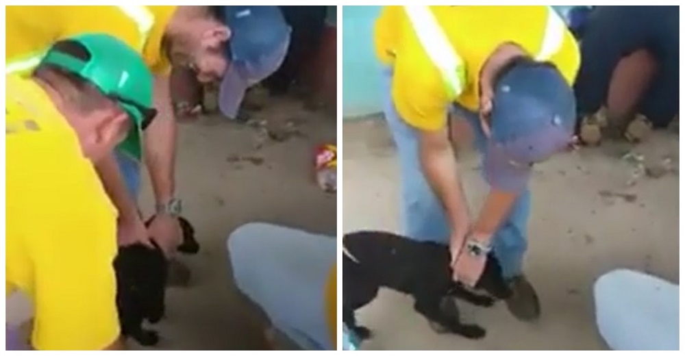 Sale a la luz la «broma» inadmisible de unos trabajadores a un perro porque querían asustarlo Sale a la luz la «broma» inadmisible de unos trabajadores a un perro porque querían asustarlo