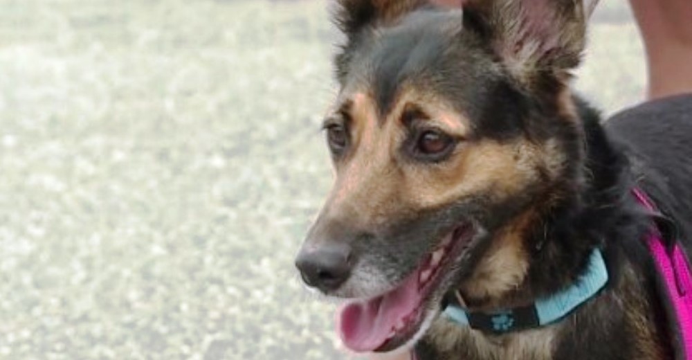 Relay, el perro que desapareció en Florida y fue hallado en Nueva York un año y medio después