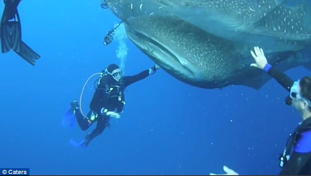 4 tiburón ballena rescatados de redes de pesca, bahía Cenderawasih, Indonesia whale sharks rescued divers fishing net boat