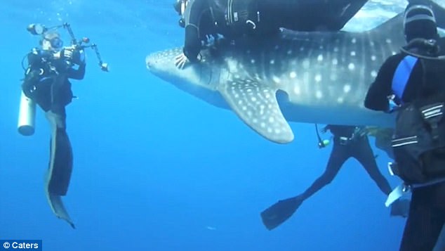 4 tiburón ballena rescatados de redes de pesca, bahía Cenderawasih, Indonesia whale sharks rescued divers fishing net boat