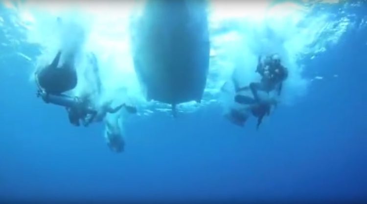 4 tiburón ballena rescatados de redes de pesca, bahía Cenderawasih, Indonesia whale sharks rescued divers fishing net boat