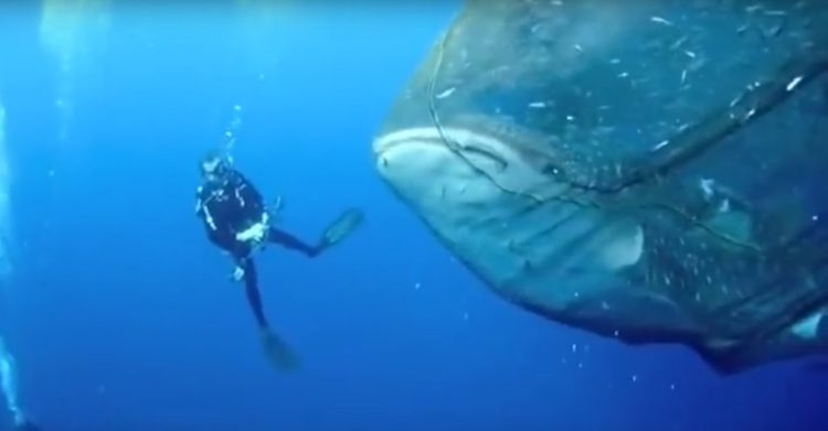 4 tiburón ballena rescatados de redes de pesca, bahía Cenderawasih, Indonesia whale sharks rescued divers fishing net boat