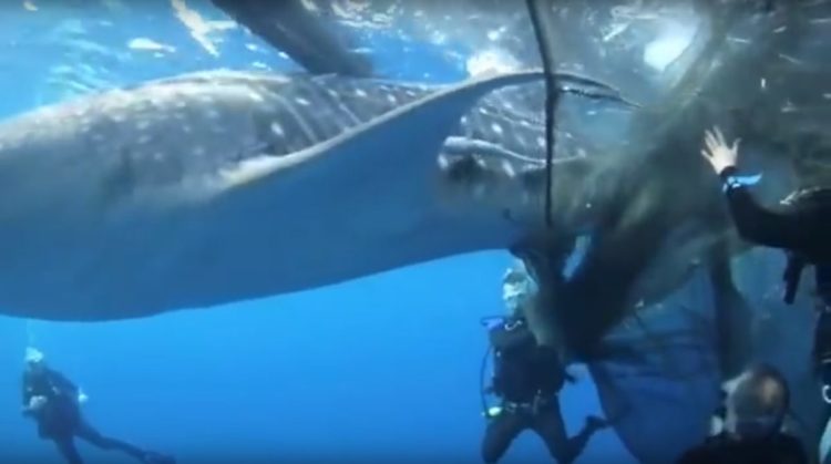 4 tiburón ballena rescatados de redes de pesca, bahía Cenderawasih, Indonesia whale sharks rescued divers fishing net boat