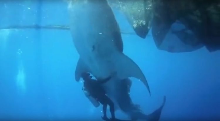4 tiburón ballena rescatados de redes de pesca, bahía Cenderawasih, Indonesia whale sharks rescued divers fishing net boat