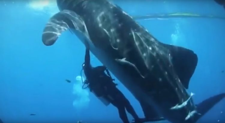 4 tiburón ballena rescatados de redes de pesca, bahía Cenderawasih, Indonesia whale sharks rescued divers fishing net boat