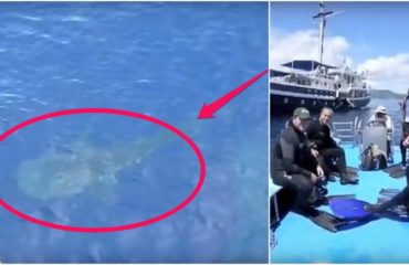 4 tiburón ballena rescatados de redes de pesca, bahía Cenderawasih, Indonesia whale sharks rescued divers fishing net boat