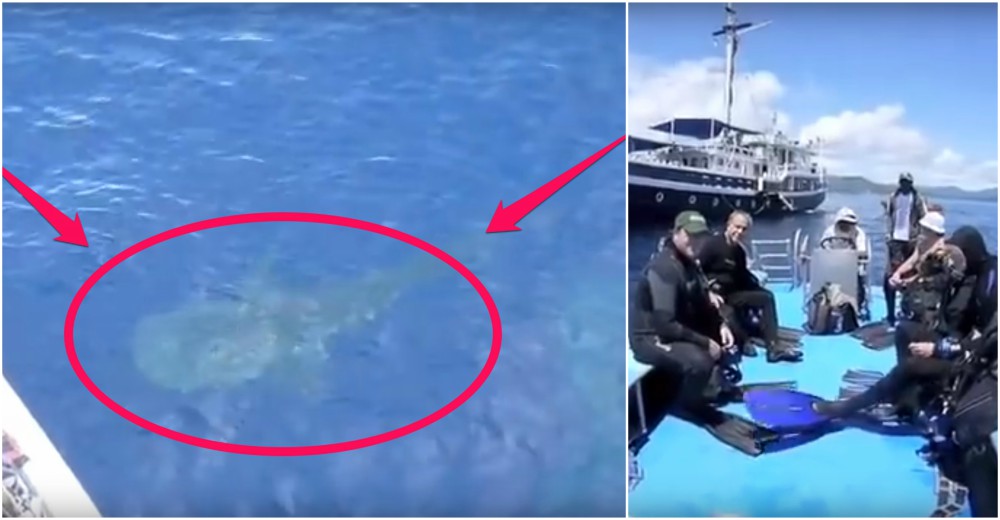 Jamás pensaron que un día de buceo se convertiría en un mega rescate de 4 gigantes del mar Jamás pensaron que un día de buceo se convertiría en un mega rescate de 4 gigantes del mar
