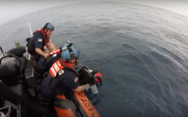 equipo antidrogas realizaba busqueda de rutina cuando encontraron dos tortugas marinas enredadas en redes afortunadamente logran rescatarlas coastguard sea turtles rescue tangled