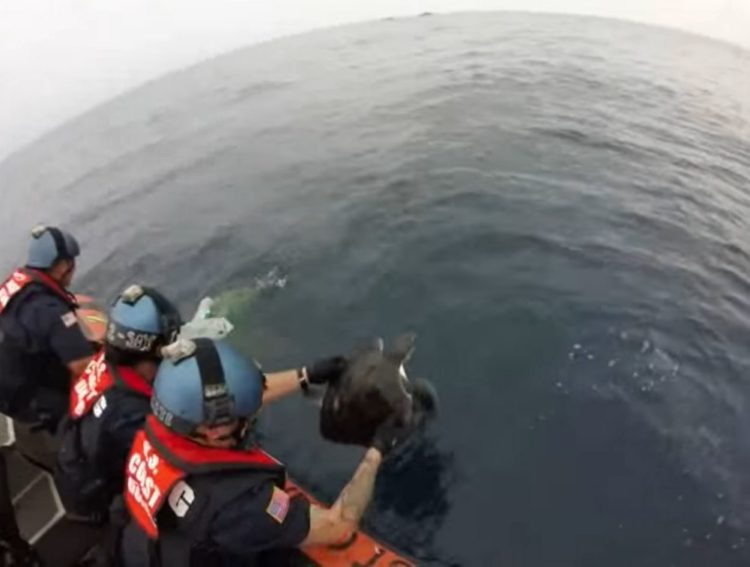 equipo antidrogas realizaba busqueda de rutina cuando encontraron dos tortugas marinas enredadas en redes afortunadamente logran rescatarlas coastguard sea turtles rescue tangled