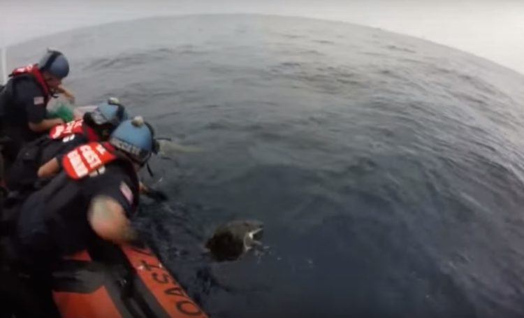 equipo antidrogas realizaba busqueda de rutina cuando encontraron dos tortugas marinas enredadas en redes afortunadamente logran rescatarlas coastguard sea turtles rescue tangled