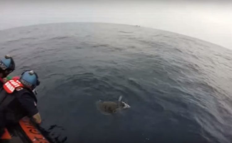 equipo antidrogas realizaba busqueda de rutina cuando encontraron dos tortugas marinas enredadas en redes afortunadamente logran rescatarlas coastguard sea turtles rescue tangled