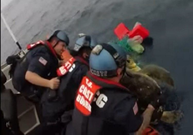 equipo antidrogas realizaba busqueda de rutina cuando encontraron dos tortugas marinas enredadas en redes afortunadamente logran rescatarlas coastguard sea turtles rescue tangled