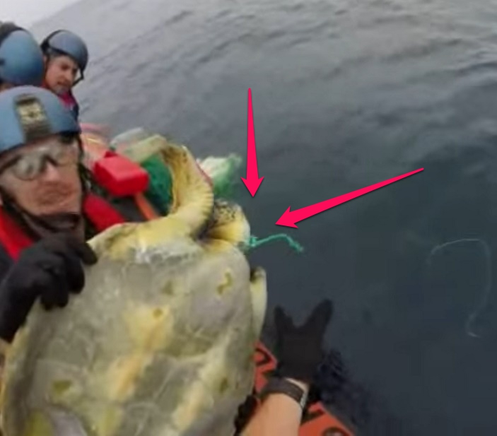 equipo antidrogas realizaba busqueda de rutina cuando encontraron dos tortugas marinas enredadas en redes afortunadamente logran rescatarlas coastguard sea turtles rescue tangled