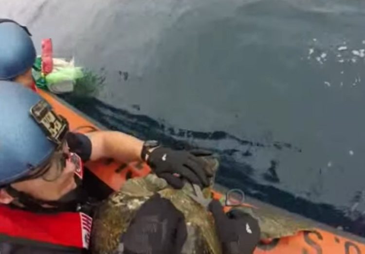 equipo antidrogas realizaba busqueda de rutina cuando encontraron dos tortugas marinas enredadas en redes afortunadamente logran rescatarlas coastguard sea turtles rescue tangled
