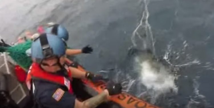 equipo antidrogas realizaba busqueda de rutina cuando encontraron dos tortugas marinas enredadas en redes afortunadamente logran rescatarlas coastguard sea turtles rescue tangled