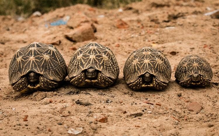  rescatadas mas de 1000 preciosas tortugas de la india traficadas a china para ser amuletos o exquisiteces , Bangalore