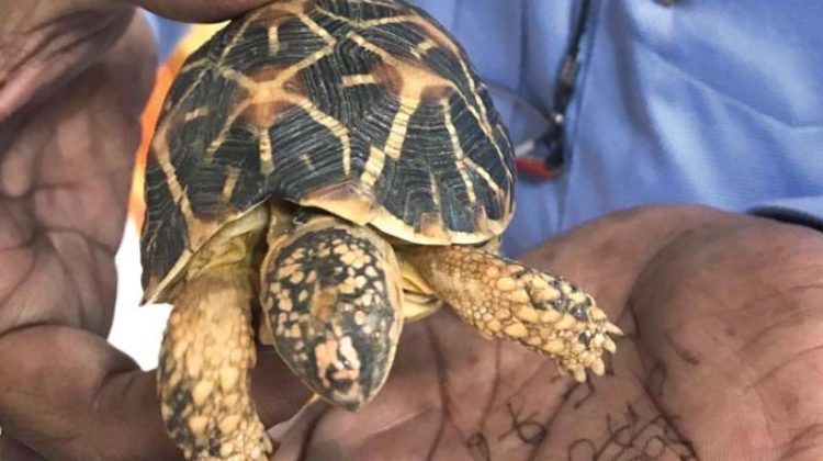  rescatadas mas de 1000 preciosas tortugas de la india traficadas a china para ser amuletos o exquisiteces , Bangalore
