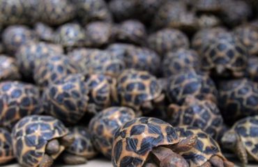 rescatadas mas de 1000 preciosas tortugas de la india traficadas a china para ser amuletos o exquisiteces , Bangalore