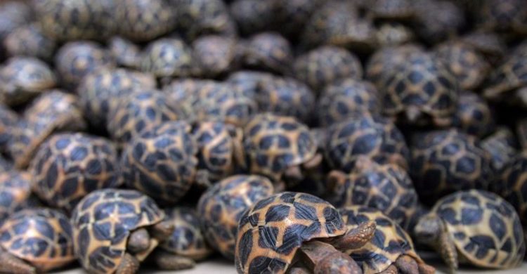 rescatadas mas de 1000 preciosas tortugas de la india traficadas a china para ser amuletos o exquisiteces , Bangalore
