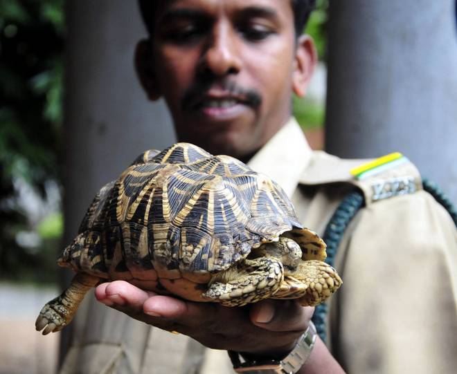  rescatadas mas de 1000 preciosas tortugas de la india traficadas a china para ser amuletos o exquisiteces , Bangalore