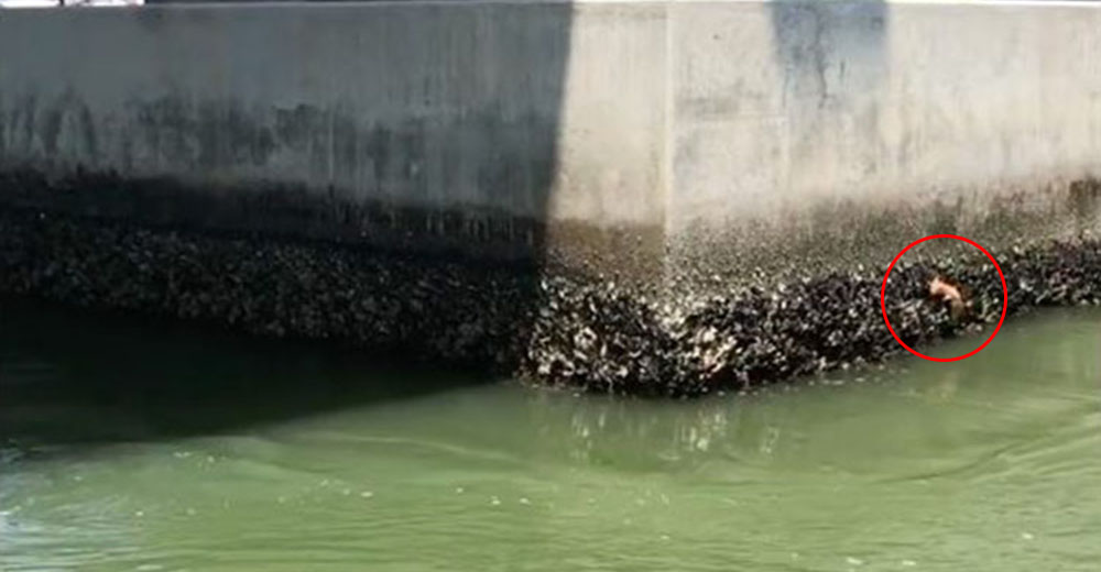 Jamás imaginó el destino que tendría tras luchar por su vida al caer de un puente