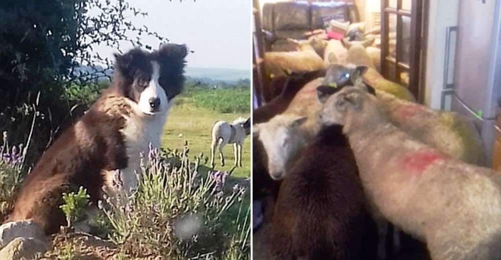 Este perro en entrenamiento trajo la más grata sorpresa a casa – Quiso demostrar lo aprendido Este perro en entrenamiento trajo la más grata sorpresa a casa – Quiso demostrar lo aprendido